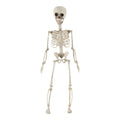 Poseable Hanging Skeleton, 28-in.