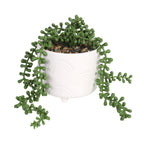 HomeStyles Greenery In Ceramic Pot, 4.5-in x 4.5-in x 5.5-in, Assorted