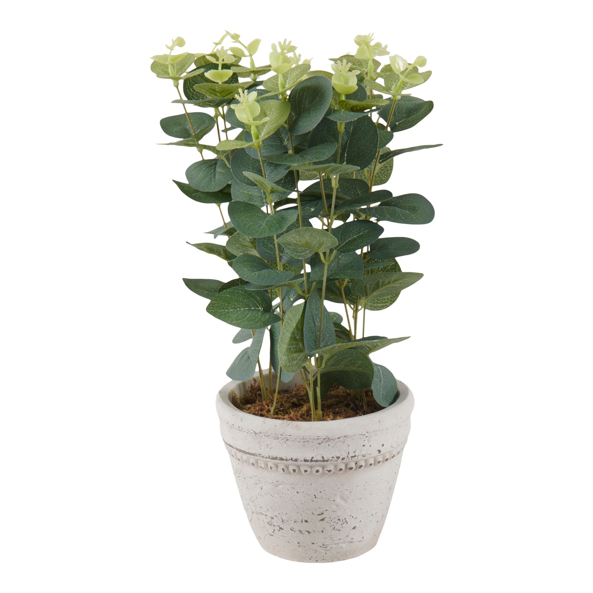 HomeStyles Eucalyptus/Lavender Plant In Pot, 7-in x 13-in.